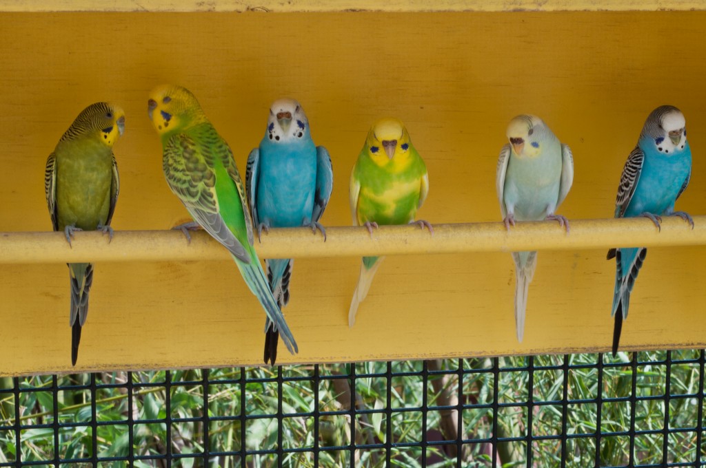 series of parakeets at Reston Zoo