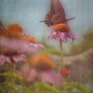 Butterfly on Echinacea Butterfly on Echinacea