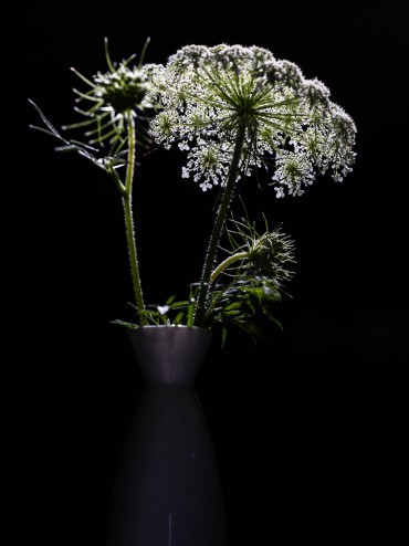 Backlit Queen Anne's Lace