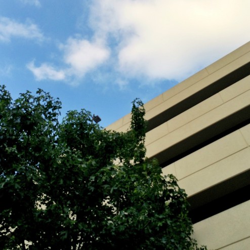 blue sky and green trees