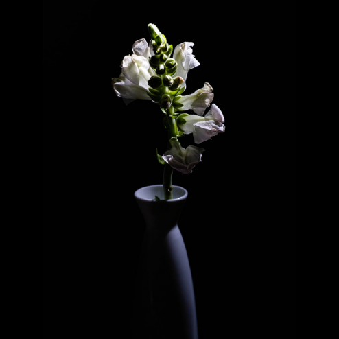 Stock in white vase on black background-2