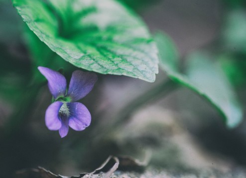 Shy wild violet